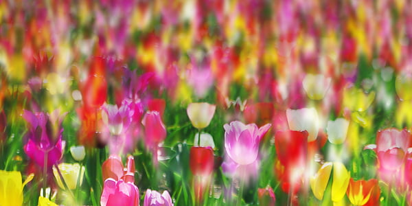 tulip, flower, plant, spring, nature, blossom, bloom