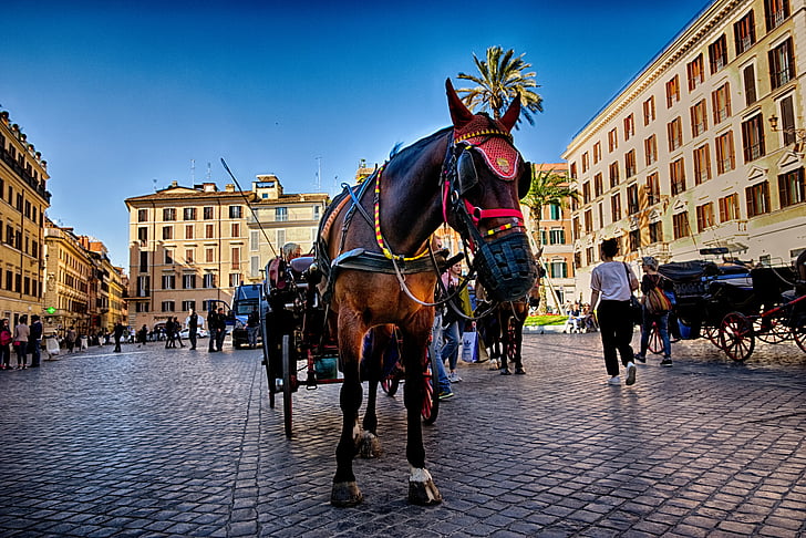 horse, rome, italy, tourism, piazza, travel, city