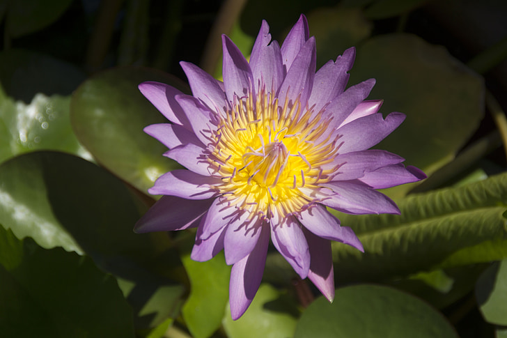 Azië, Zuidoost-Azië, Thailand, Phuket, water lily, Lotus, paars