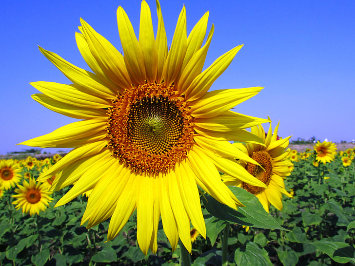 Sun flower, kwiat, kwiat, żółty, roślina, niebo, niebieski