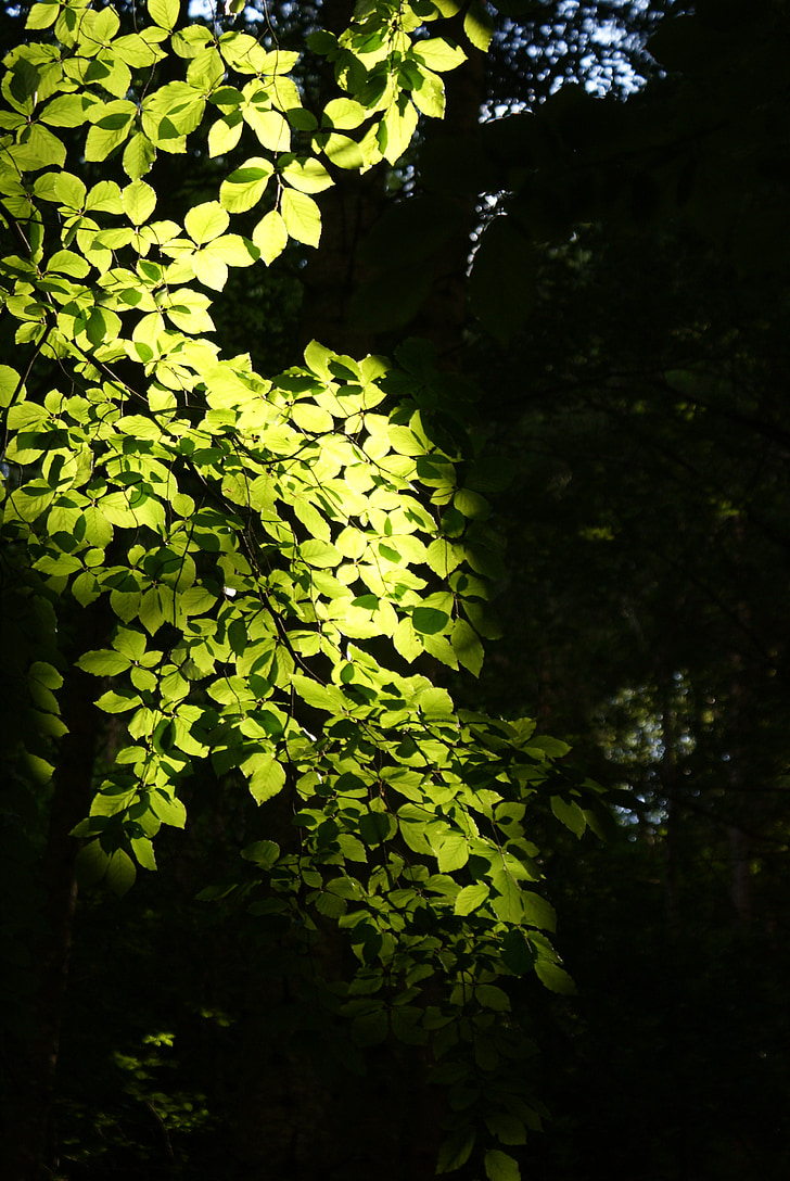 χλωρίδα, φύση, φύλλα, οξιά, φως, πίσω φως, πράσινο