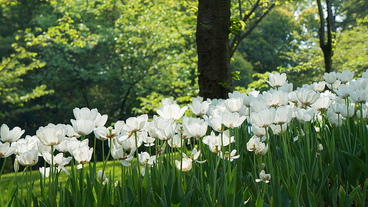 Chang-čou, Tulipán, Prince bay, bílé květy, zahrada, Příroda, zelená