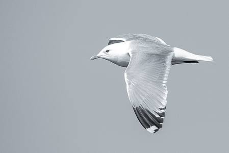 pájaro, Seagull, volar, verano, pluma, gritando, mar