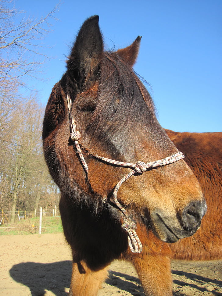 pony, rope halter, attention, horse, pferdeportrait, horse head, view