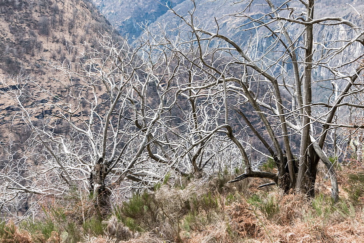 ticino, maggia valley, chestnut, trees, dead plant, forest fire, landscape