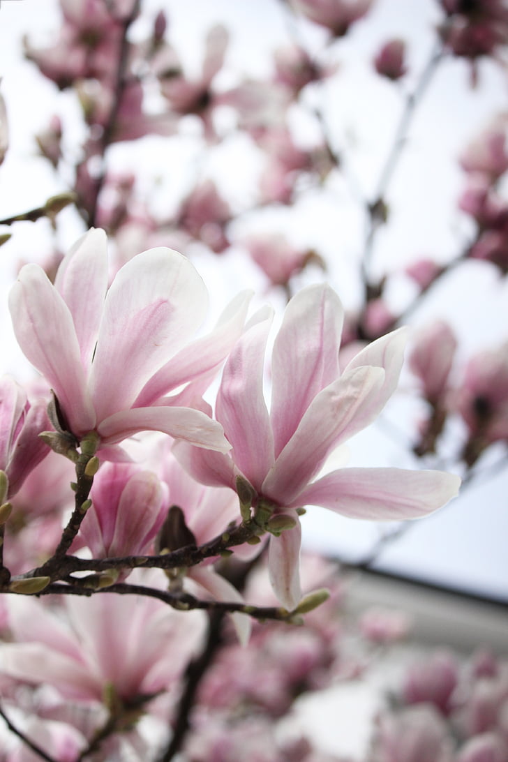 vacances de primavera, bogeria de març, endavant primavera, flor de primavera, arbre en flor, com arbres amb flors de fotografia, flor blanca