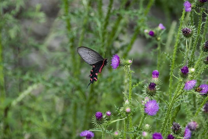 insect, butterfly, plant, flower
