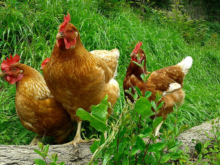 galline, galline ovaiole, animali, natura, azienda agricola, agricoltura, uccello