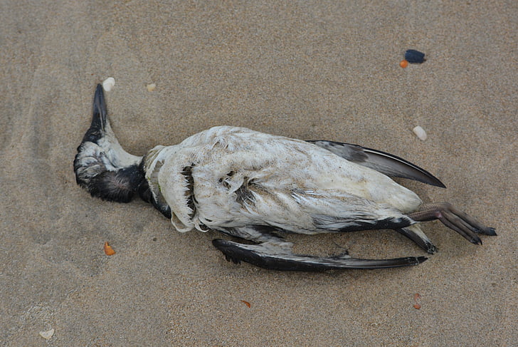 seagull, dead bird, bird, beach