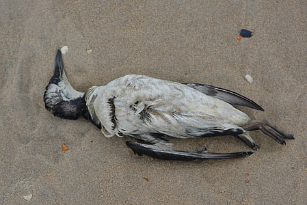 Mouette, oiseau mort, oiseau, plage