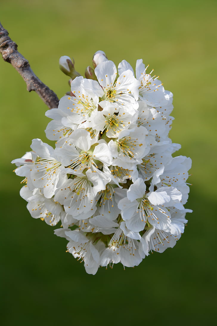 žydinčios japoniškos sakuros, gėlės, vyšnios, pavasarį, Gamta, augalų, žydėti
