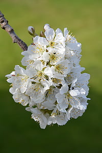 cherry blossoms, flowers, cherries, spring, nature, plant, bloom