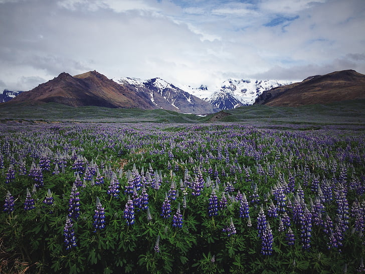 Lavendel, Blume, Feld, über, Schnee, beschichtet, Berge