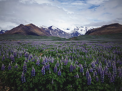 lavender, flower, field, across, snow, coated, mountains