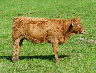 brown calf, cattle, green pastures, livestoke, cow, meadow, spring