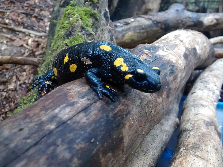 fire salamander, tree, black, yellow, salamander, spotted