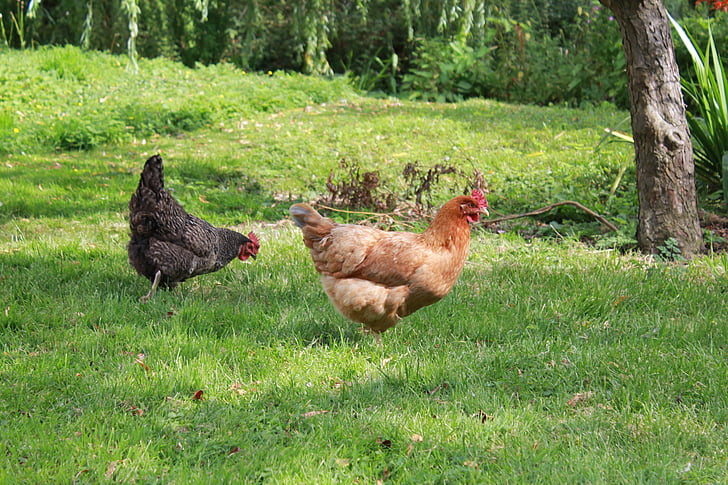 chickens, country side, birds, household