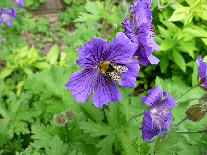 abeille, fleur, nature, insecte, printemps, été, jardin