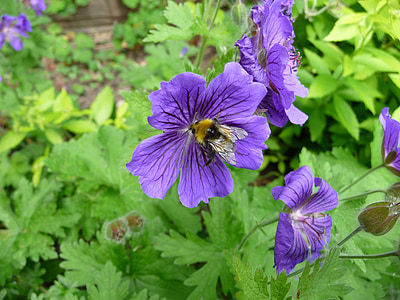 Bee, blomma, naturen, insekt, våren, sommar, trädgård