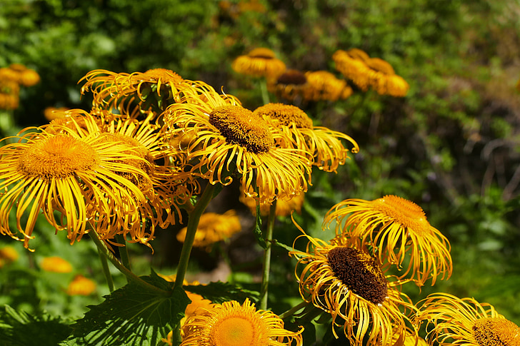 flowers, yellow, summer, yellow flower, blossom, bloom, close