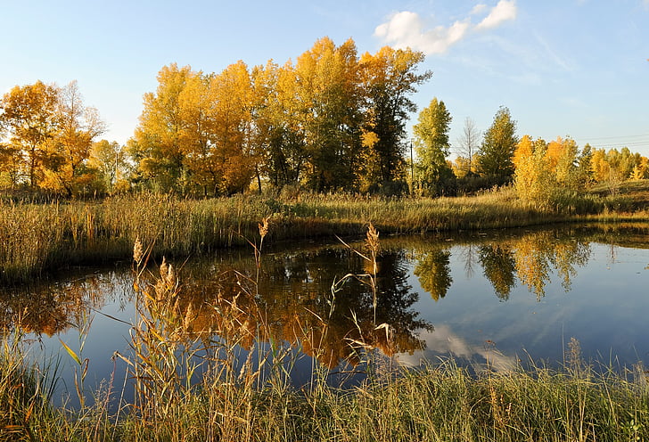 automne, rivière, paysage, calme, calme, horizontal, nature