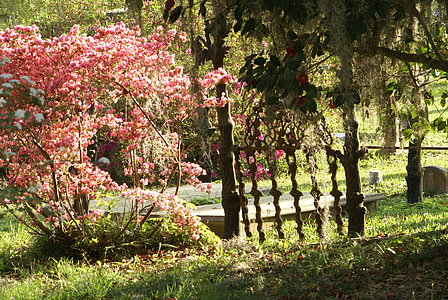 garden, flowers, gate, pink, azaleas