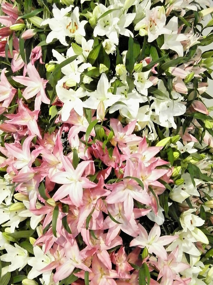 blomster, tekstur, Lily, Yuri, hvid, Pink