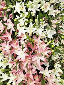 flowers, texture, lily, yuri, white, pink