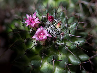 cactus, esperó, flor de cactus, picada, planta, Espinosa, tancar