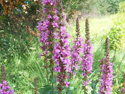 lisimaquia púrpura, lythrum púrpura, lythrum salicaria, planta, naturaleza, flor, floración