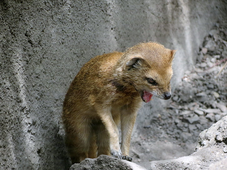 động vật, động vật có vú, yawning, sở thú, Děčín zoo, Dễ thương, màu đỏ