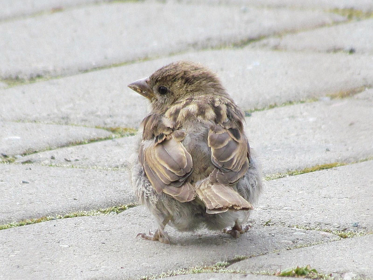 Sparrow, oiseau, plume, bec, mignon, adorable, assez
