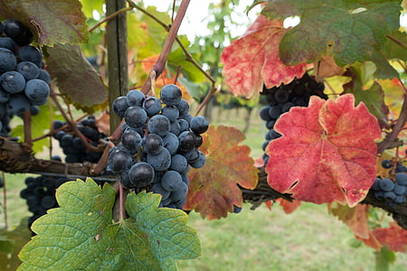виноградарство, виноград, Виноградник, Вайн, Природа, Осень, Сельское хозяйство