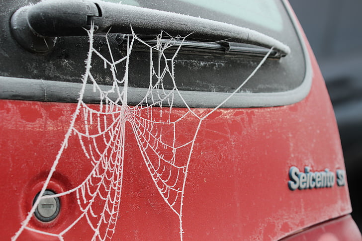 spindelvev, Frost, hoarfrost, kalde, nettverk, rød, bil