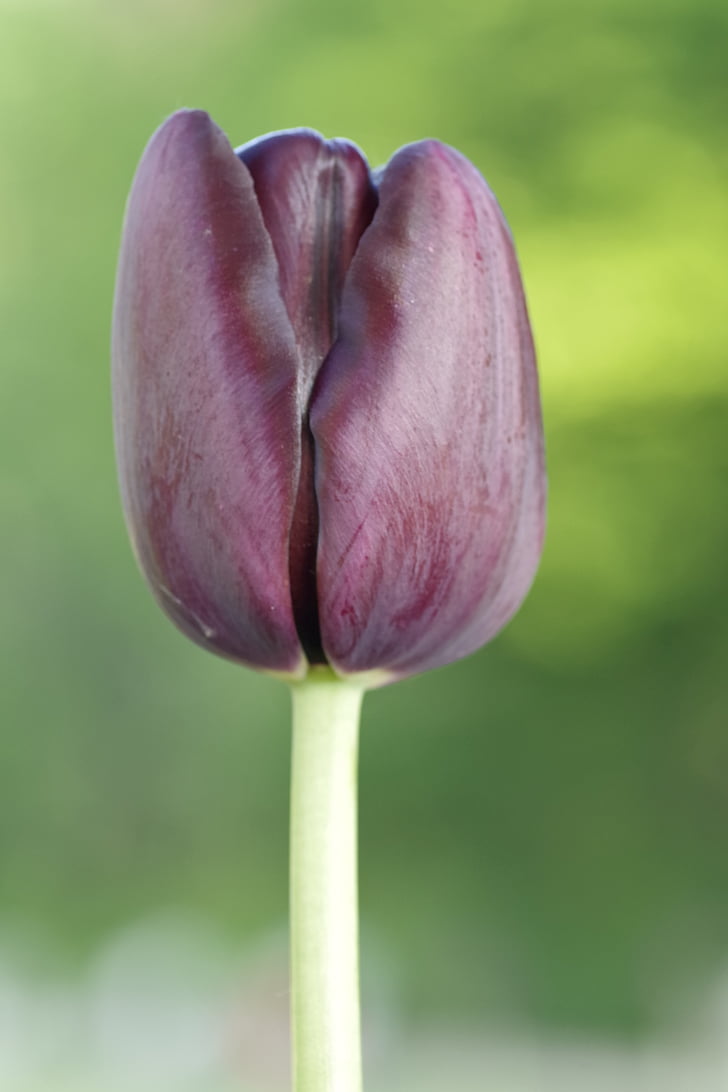 Tulipa, negre, marró, verticalment, sola, els pètals, brillant