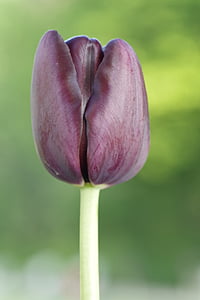Tulip, negro, marrón, verticalmente, solo, los pétalos, brillante