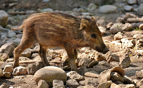 wild pigs, launchy, wildpark poing, young animals, piglet, pig, small