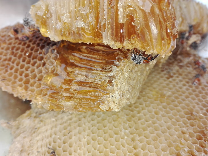 Мёд, Здравоохранение, Пчела