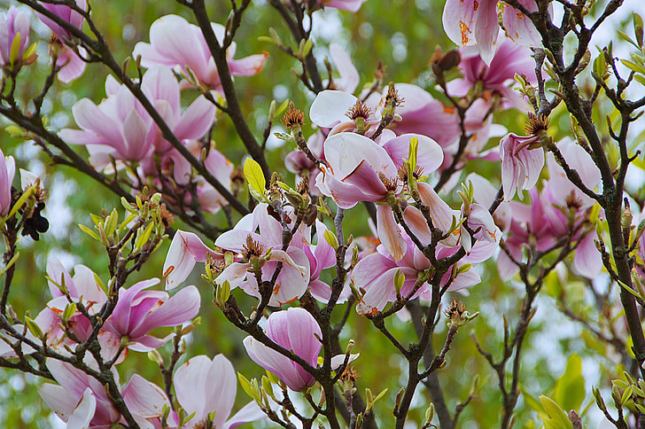 spring, bloom, spring bloom, nature, branch, romantic, pink
