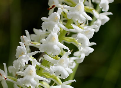 nyamuk händel wurz, Wild orchid, putih, Blossom, mekar
