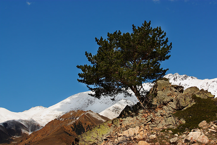 Baum, Berge, Elbrus, Natur, Himmel, Berg, Steinen