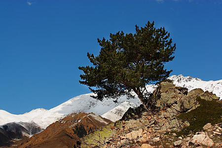 tree, mountains, elbrus, nature, sky, mountain, stones
