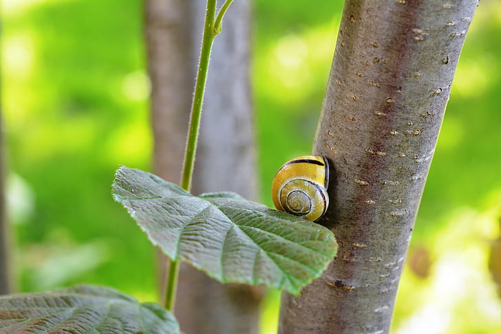 snail, seashell, shell, hazel, green, loneliness, on the way