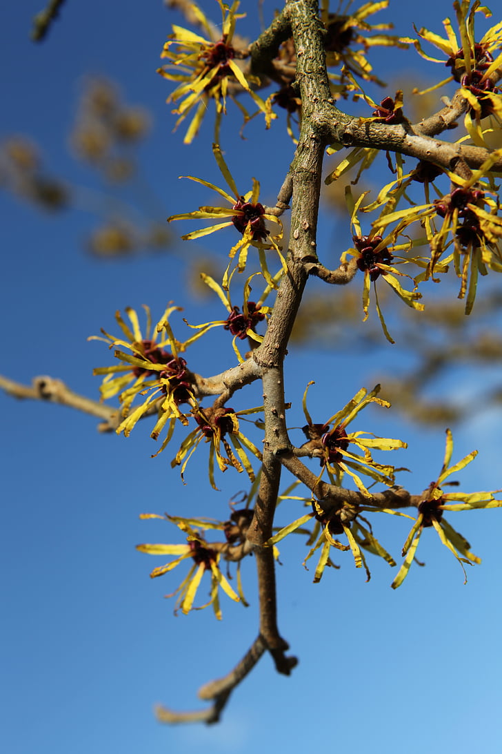 cabang, Bud, Tutup, musim semi kebangkitan
