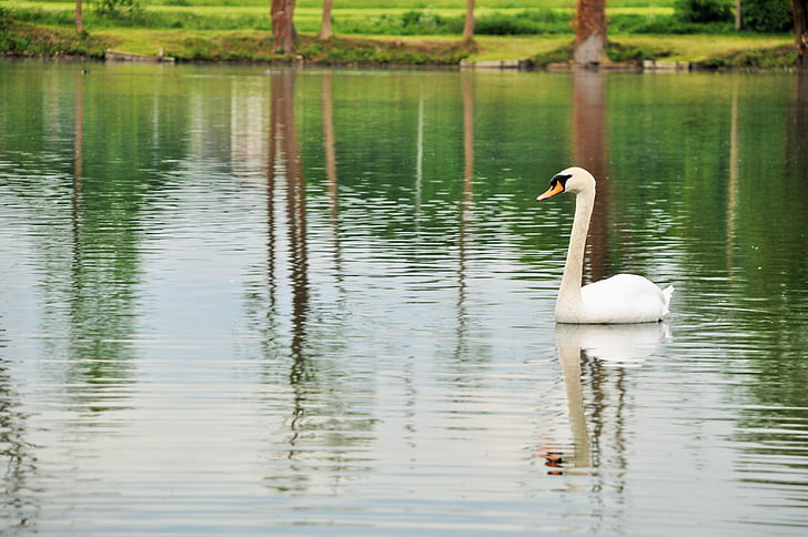 Swan, dammen, naturen, vit, djur, fågel, vatten
