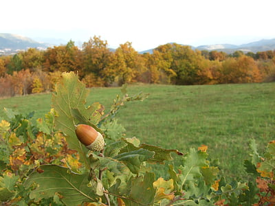 acorn, acorns, nature, autumn, spring, forest, landscape