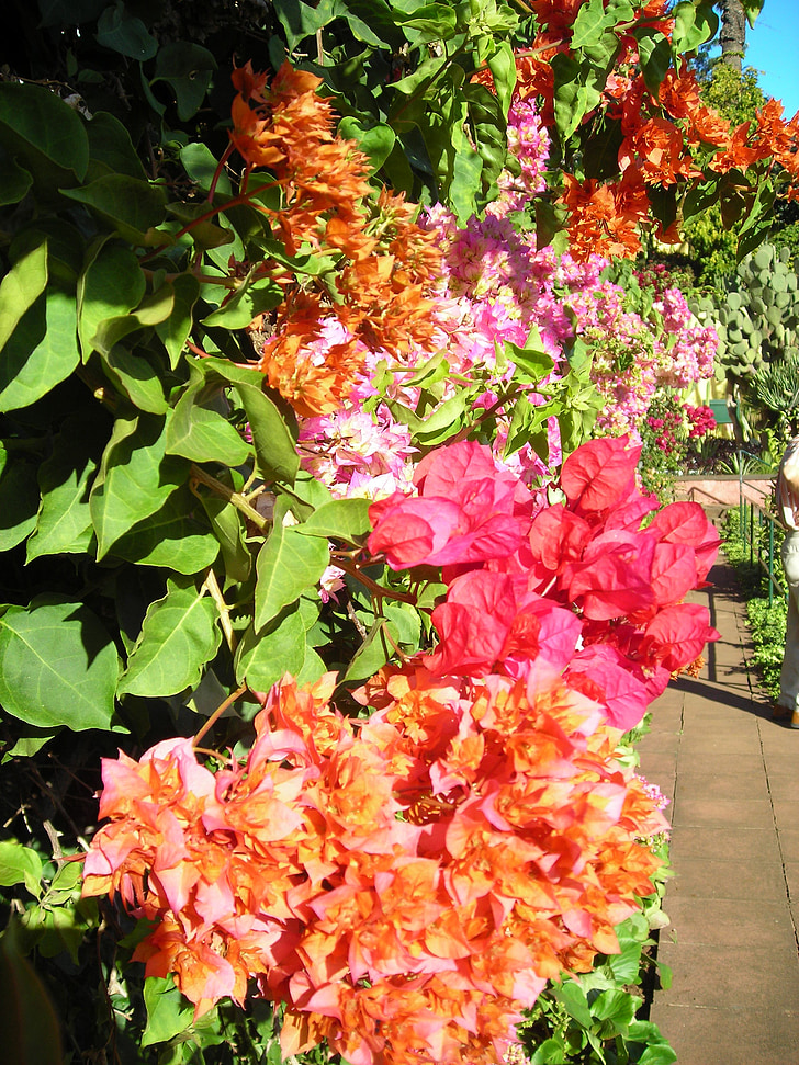 bougainvillea, flowers, color, gorgeous, colorful, beautiful, nature