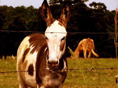 donkey, jackass, farm, animal, white, brown, horse