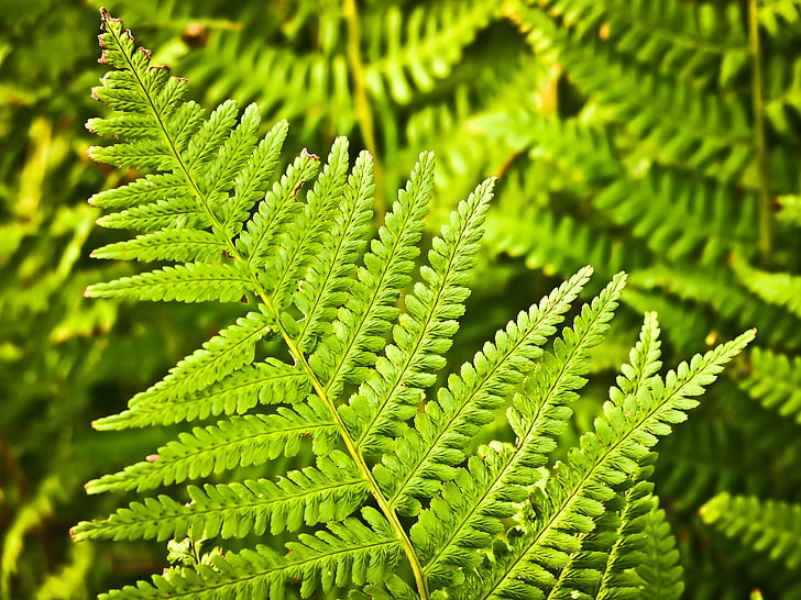 fern, nature, green, plant, forest, leaves, flora
