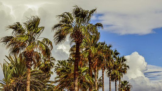 palmiye ağaçları, gökyüzü, bulutlar, tropikal, doğa, egzotik
